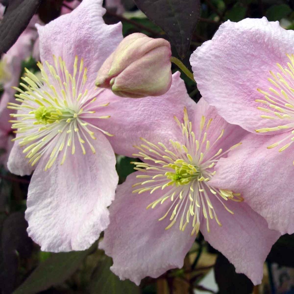 Clematis Mayleen