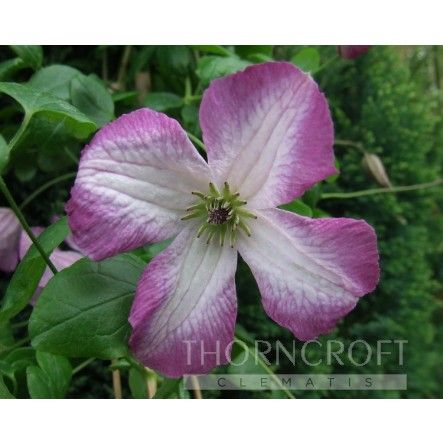 Clematis Minuet