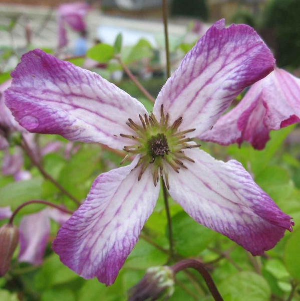 Clematis Minuet