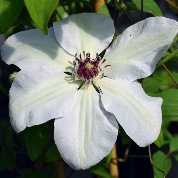 Clematis Miss Bateman