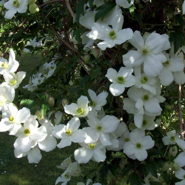 Clematis Miss Christine