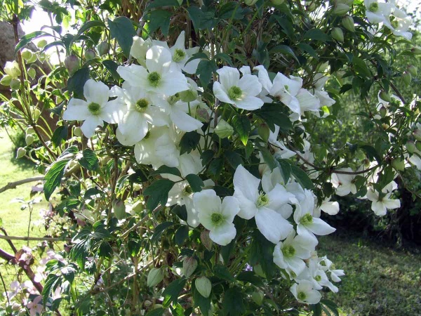 Clematis Miss Christine