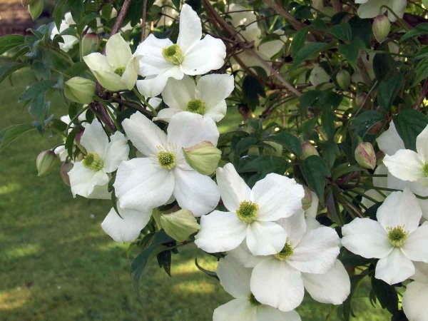 Clematis Miss Christine