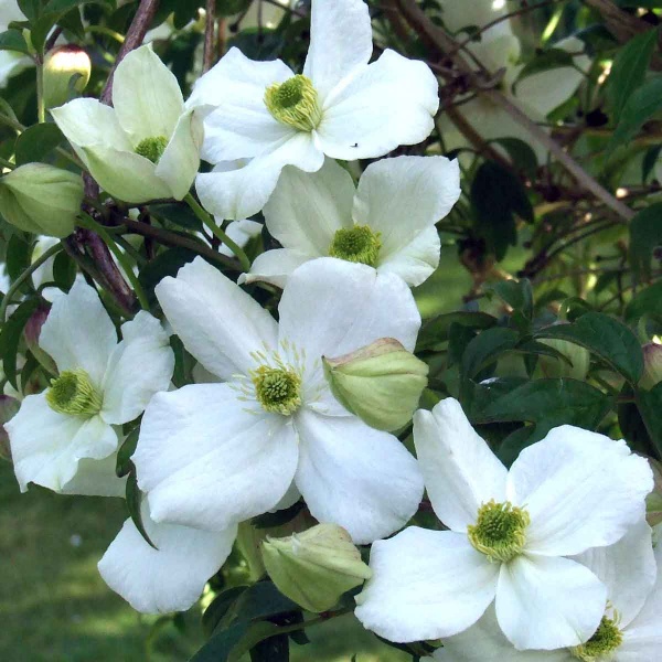 Clematis Miss Christine