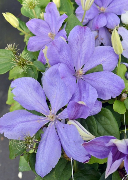 Clematis Mrs Cholmondeley