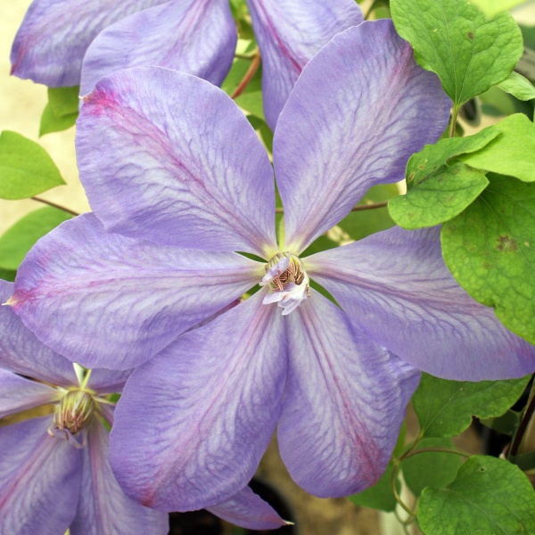 Clematis Mrs Cholmondeley
