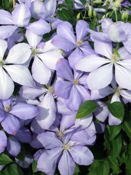 Clematis Mrs Cholmondeley