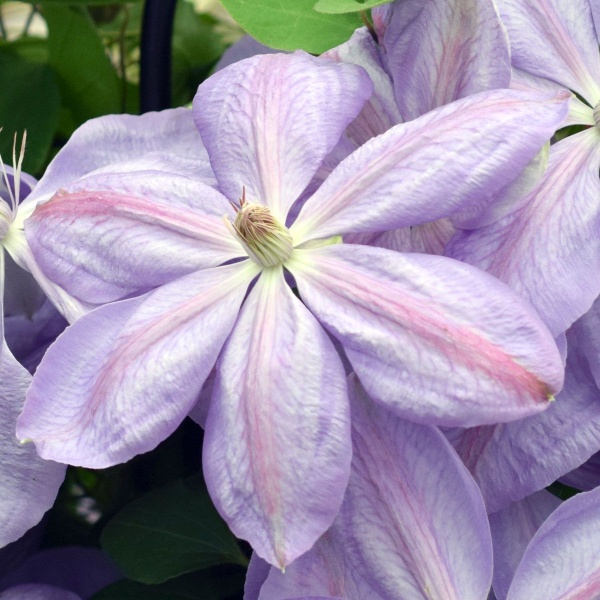 Clematis Mrs Cholmondeley