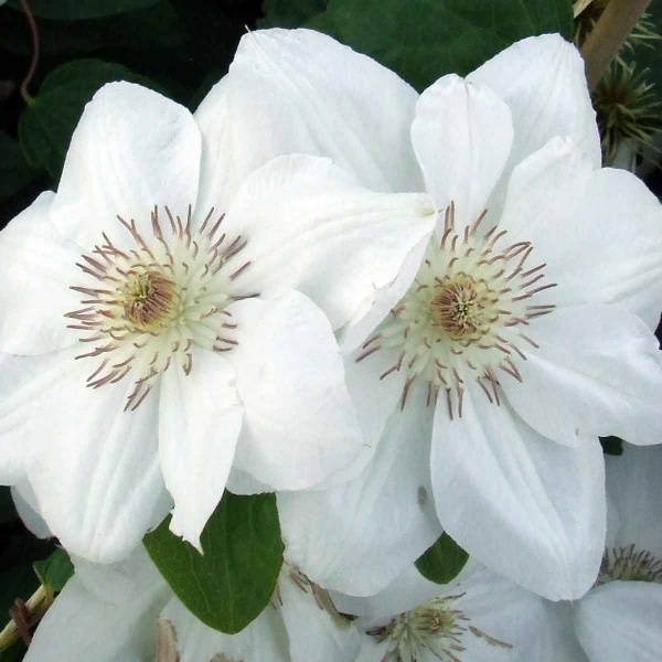 Clematis Mrs George Jackman