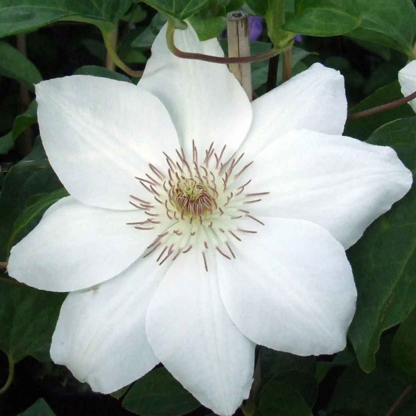 Clematis Mrs George Jackman