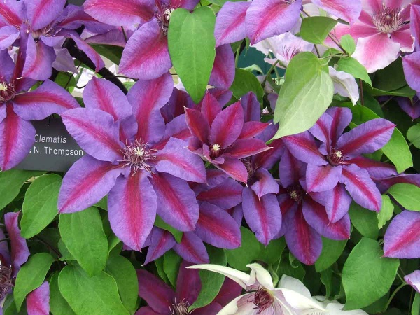 Clematis Mrs N. Thompson