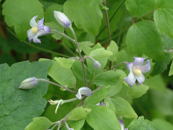 Clematis Mrs Robert Brydon