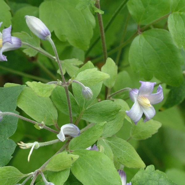 Clematis Mrs Robert Brydon