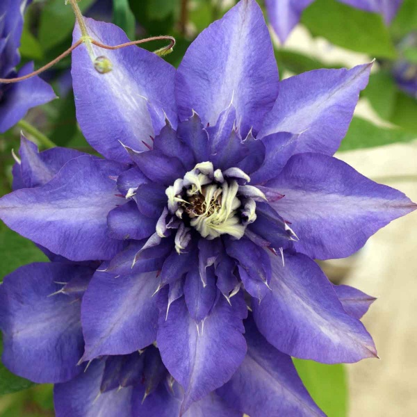 Clematis Multi Blue