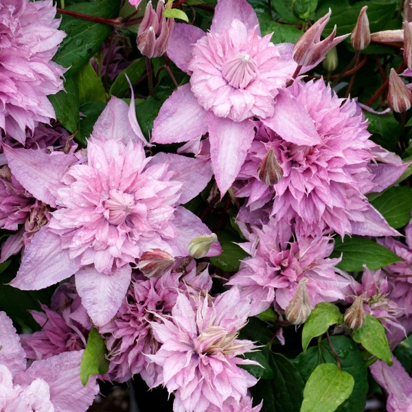 Clematis Multi Pink 'ST17333'