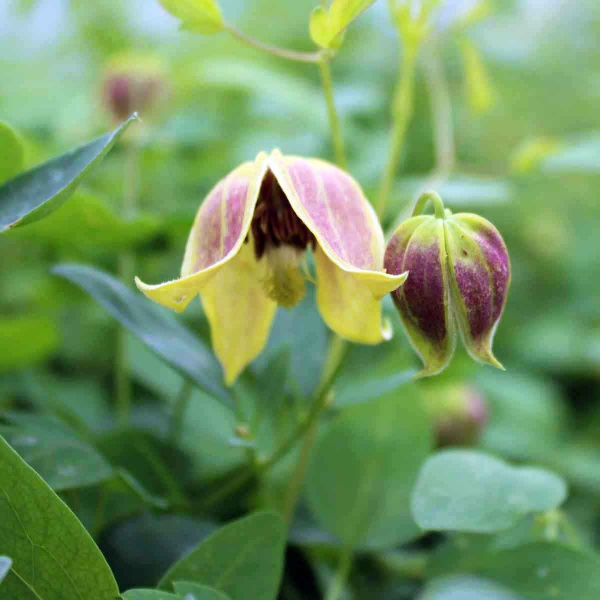 Clematis My Angel