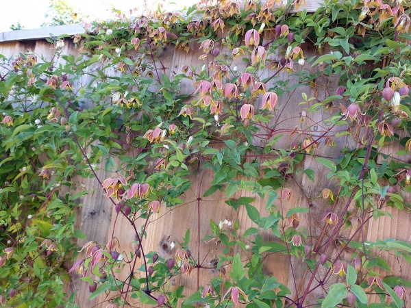 Clematis My Angel