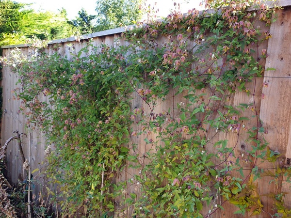 Clematis My Angel