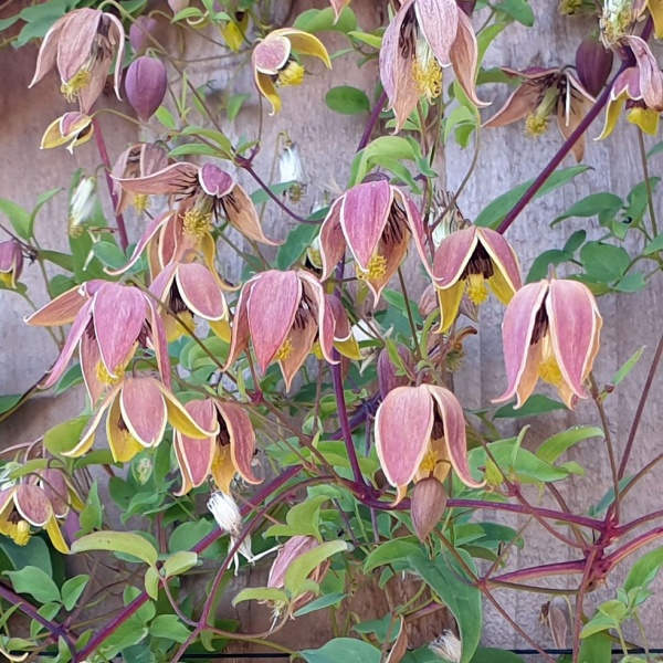 Clematis My Angel