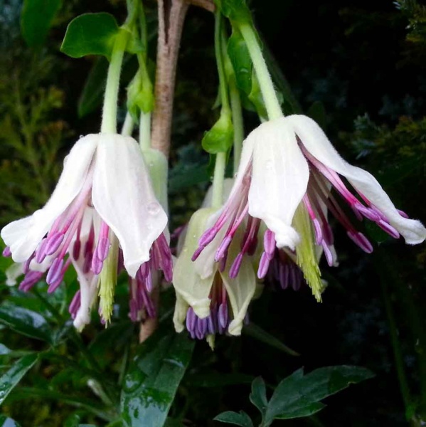 Clematis napaulensis