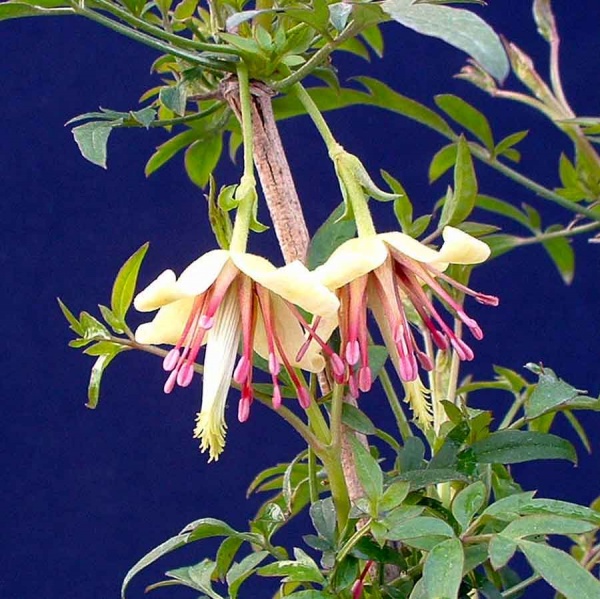 Clematis napaulensis