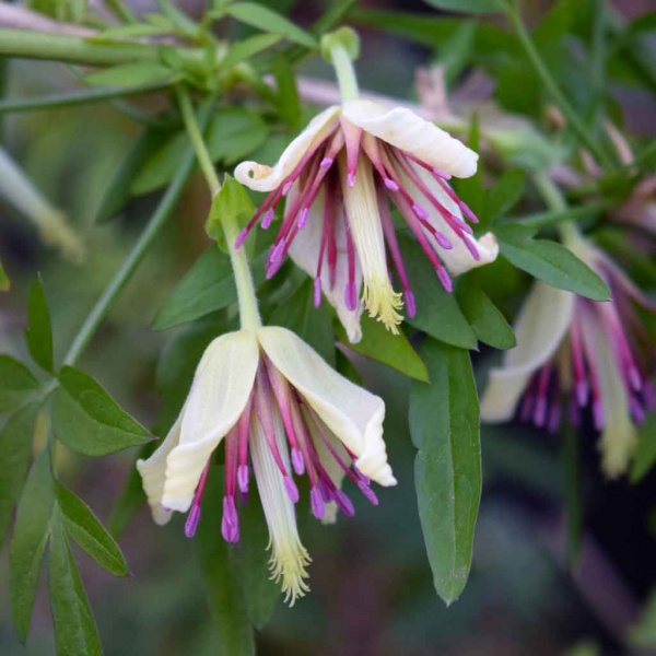 Clematis napaulensis