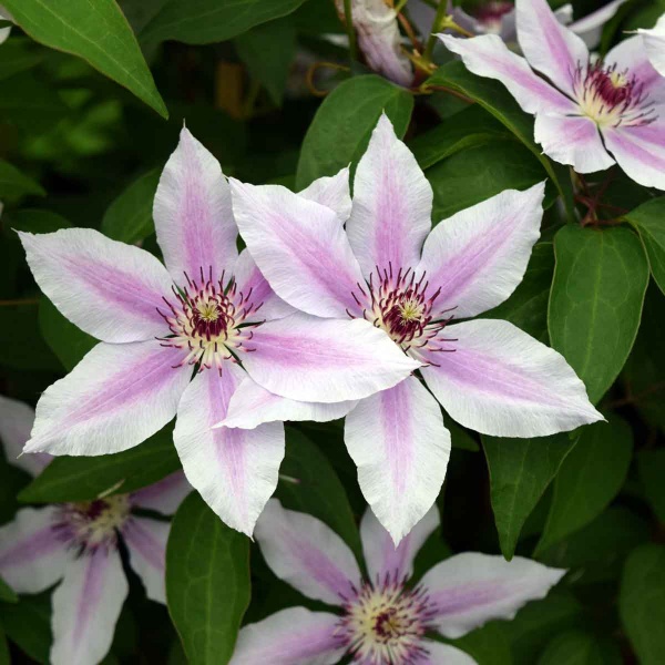 Clematis Nelly Moser