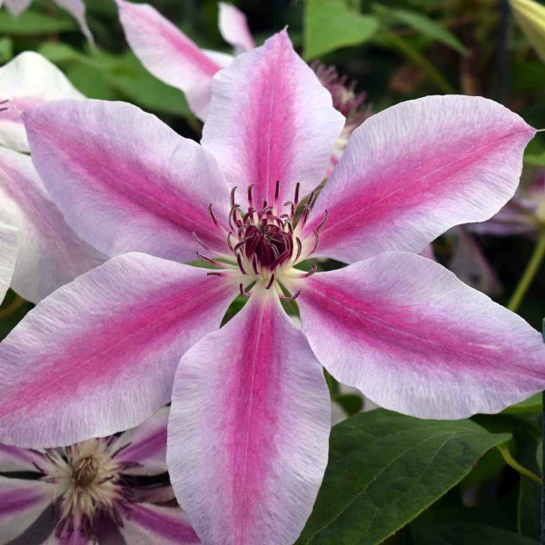 Clematis Nelly Moser