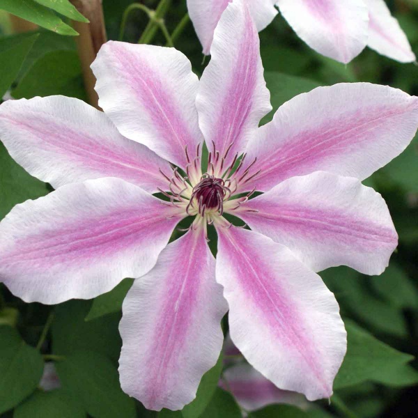 Clematis Nelly Moser