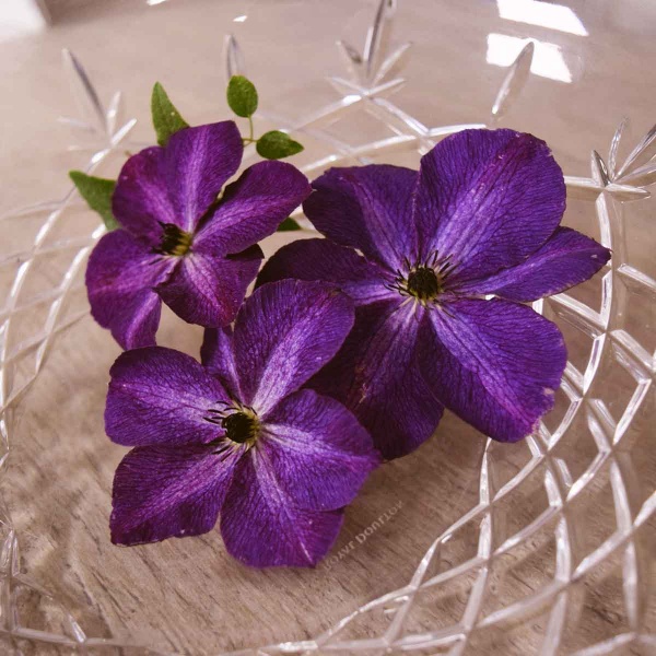 Clematis Night Veil