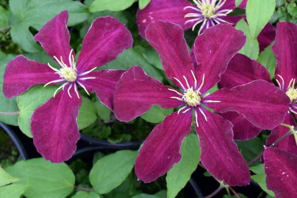 Clematis Niobe