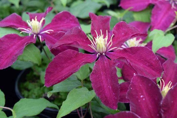 Clematis Niobe