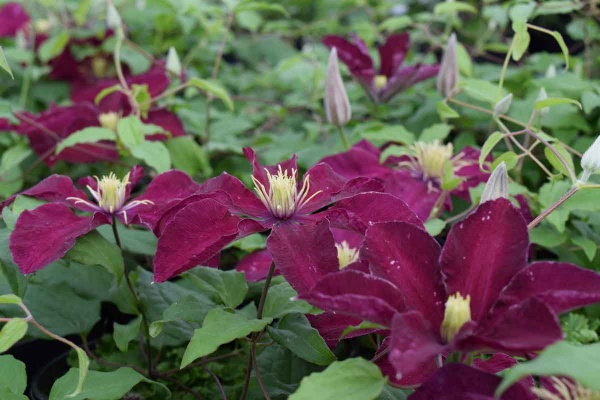 Clematis Niobe