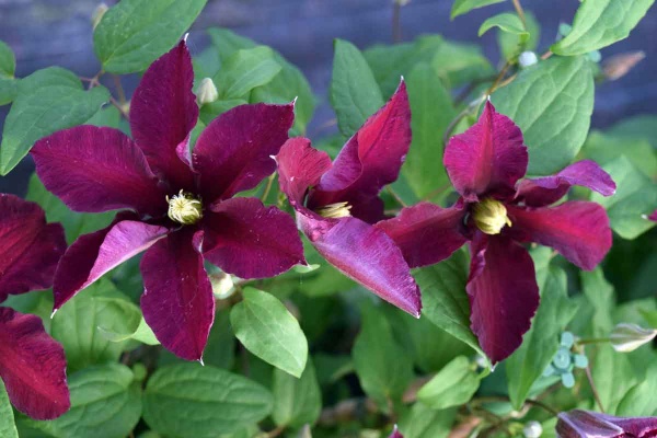 Clematis Niobe