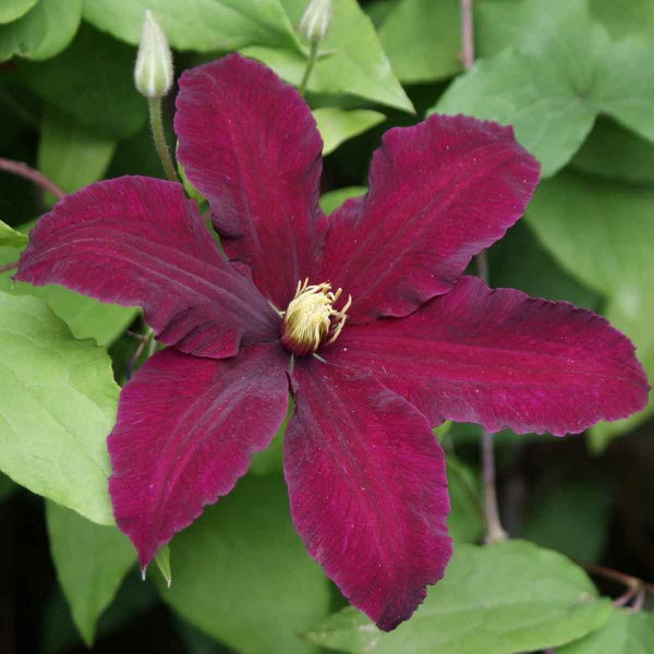 Clematis Niobe