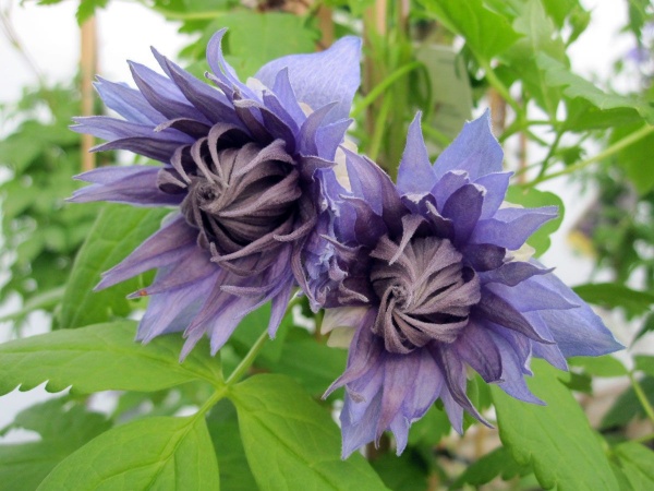 Clematis Ocean Pearl