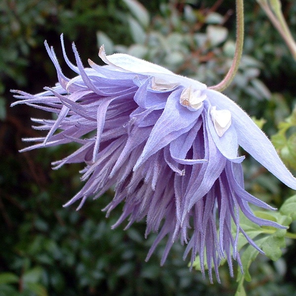 Clematis Ocean Pearl