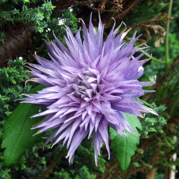 Clematis Ocean Pearl