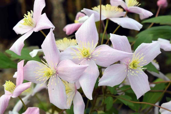 Clematis Odorata (montana var. rubens 'Odorata')