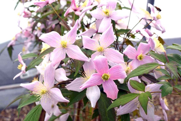 Clematis Odorata (montana var. rubens 'Odorata')