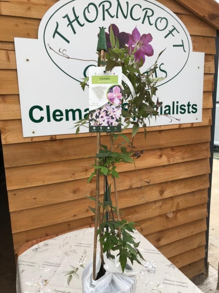 Clematis Odorata (montana var. rubens 'Odorata')