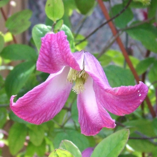 Clematis Odoriba