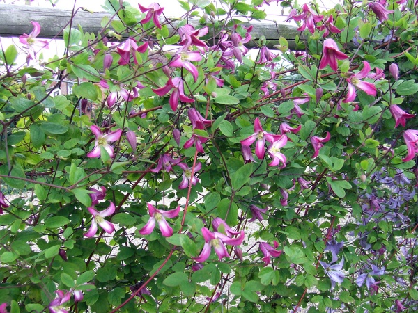 Clematis Odoriba