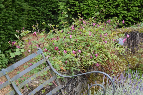 Clematis Odoriba