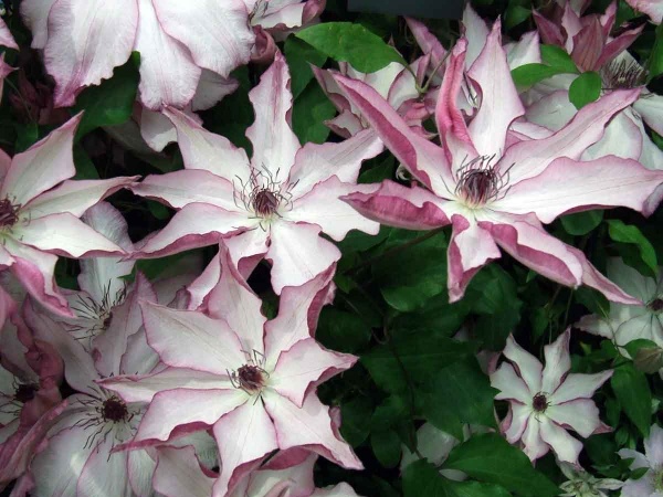 Clematis Omoshiro