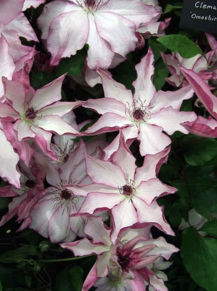 Clematis Omoshiro