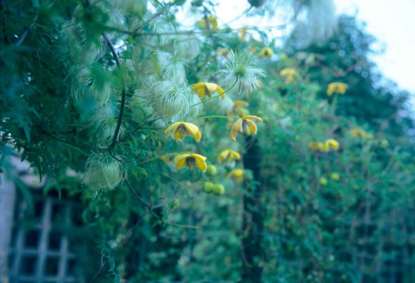 Clematis Orange Peel