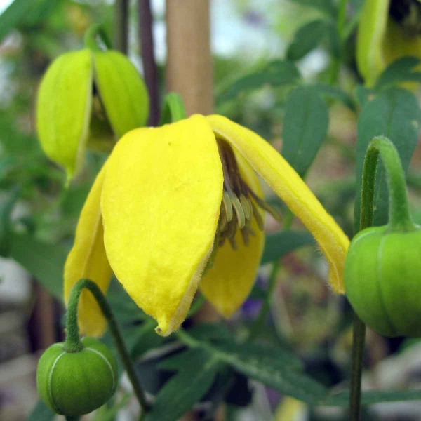 Clematis Orange Peel (tibetana subsp. vernayi var. vernayi 'Orange Peel' LS&E 13342)