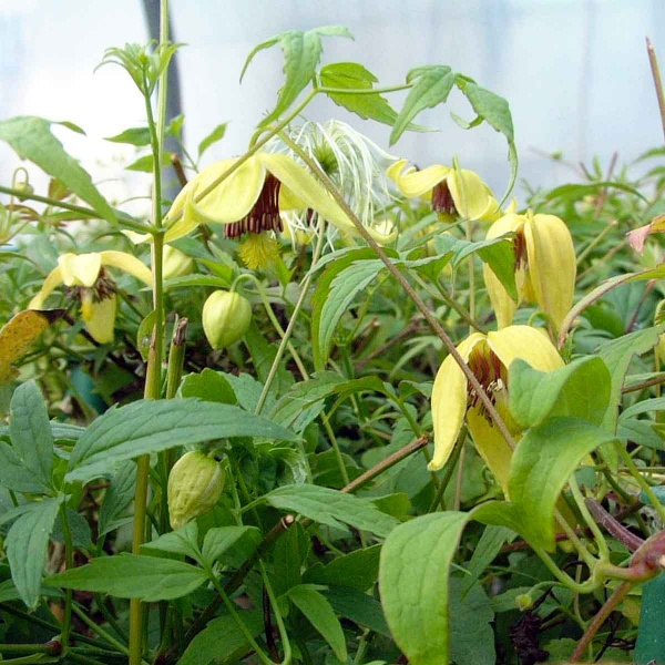 Clematis orientalis var. orientalis