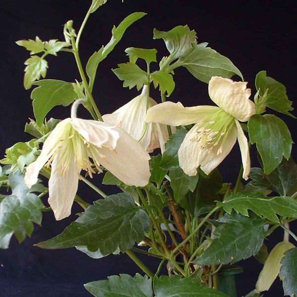 Clematis Ourika Valley
